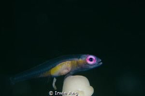 P O O 
Pink-eye goby (Bryaninops natans) 
Anilao, Phili... by Irwin Ang 